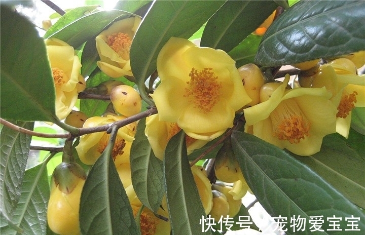 正在“灭绝”的稀有茶花,花大如盆,满园飘香,食用观赏两不误