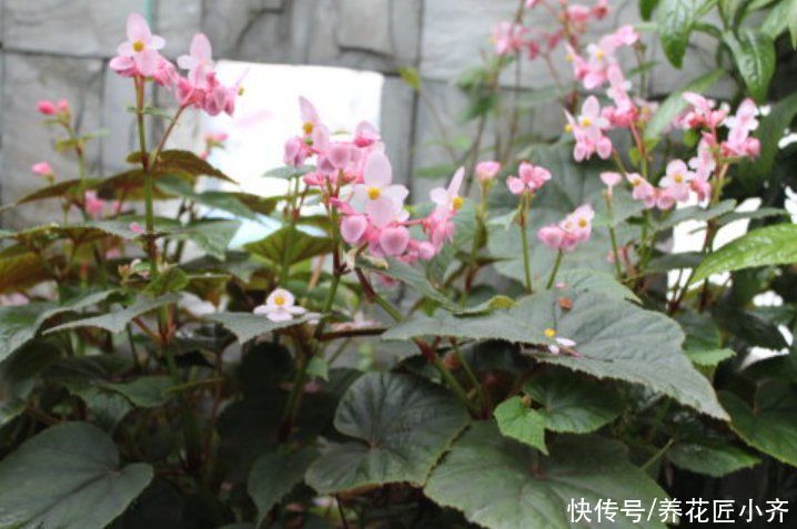 空气湿度|室内盆栽花卉不能乱“喷水”，操作不当就会烂叶，条件达到随便喷