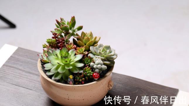 破解|三伏天30度以上，植物休眠，破解浇水养护难点，盆栽安全度夏