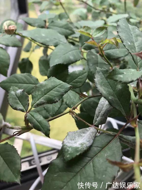 红蜘蛛|养花自制杀菌杀虫水,10天浇一勺,不生虫不得病,长得太旺!