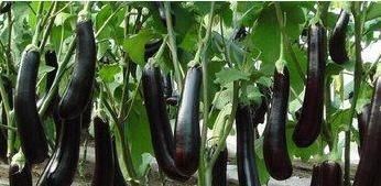 哮喘者|常吃茄子抗衰老又对身体好,但营养师建议3类人尽量少吃茄子