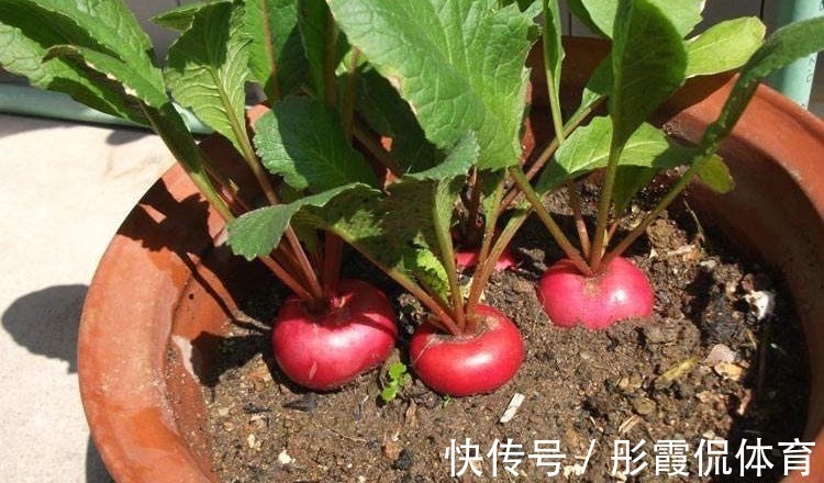 5种“蔬菜”不怕冷,阳台种一盆,0度冻不死,吃一茬冒一茬