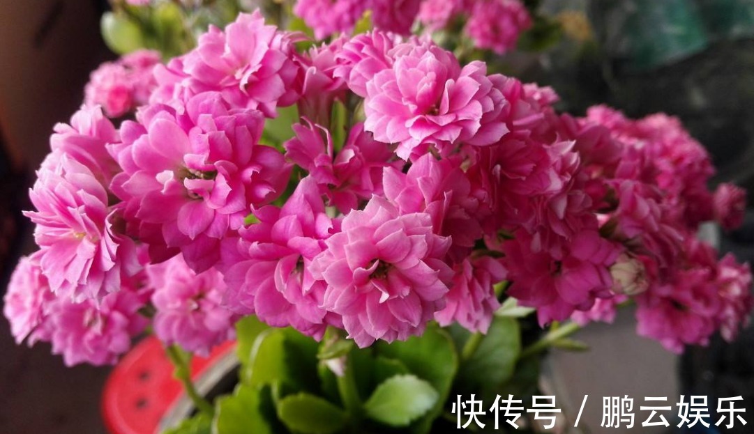 长寿花“浇水”窍门记住3个“关键”，不黄叶不烂根，花开不断