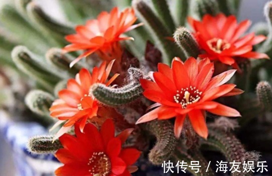 1种花不是蟹爪兰,开花却比蟹爪兰还美,半年能长1米高,开成花海