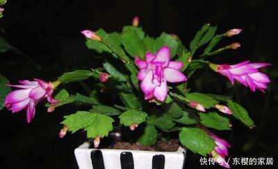 降成本养花,6种花1根枝变1盆,加点它,插多少活多少