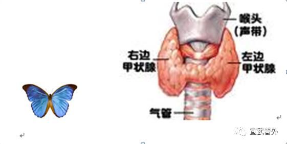 甲状腺功能|怕冷又怕热的小蝴蝶—甲状腺