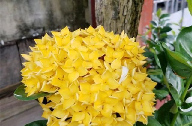 这种“漂亮”的花卉,适合养阳台,家里栽2盆,长得旺、花开多