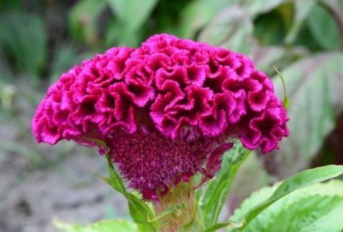 妇科疾病|路边无人问津的野花,是一味天然妇科良药,还祛湿明目,你认识吗