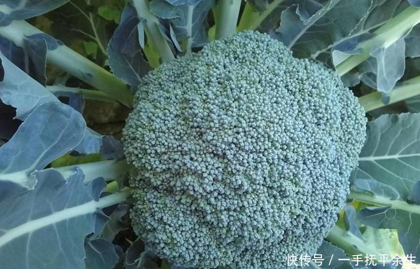 你还在买西兰花吃吗爱吃菜花的来看看,现在知道还不晚