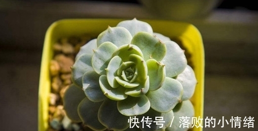 多肉怎么养才能又肥又萌?