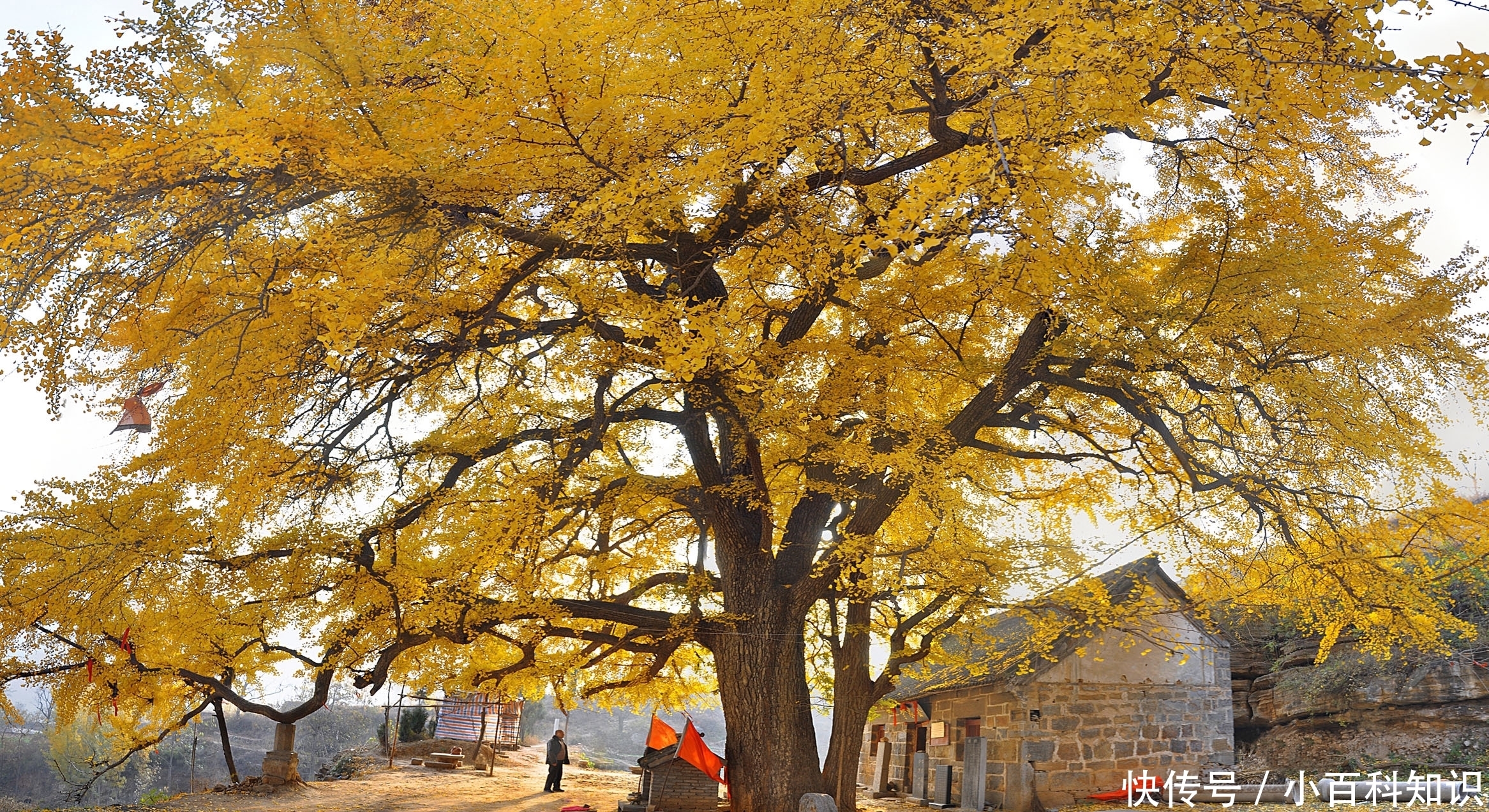 我国|我国的这3棵树,你知道有多贵吗?数字已经无法衡量其价值