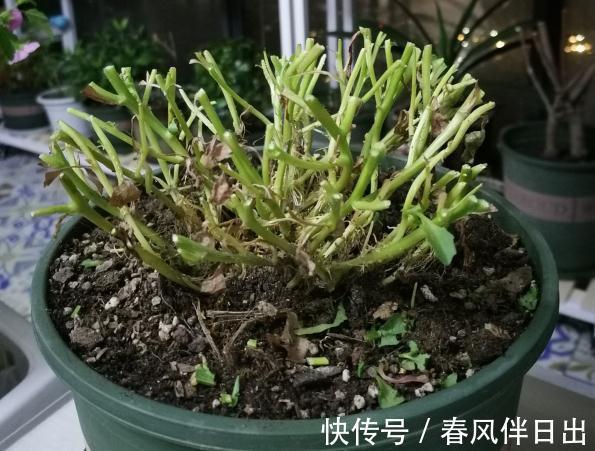 施肥|8种花赶紧剃头,剃得越狠,开花越多