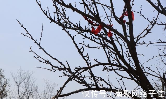 胶东|烟台福山峆垆寺的银杏树有没有千年 寻找胶东古树第8集