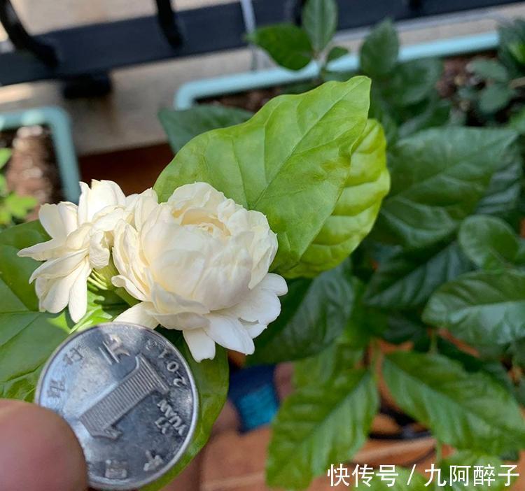 此花号称“花中仙”，姿态端庄赛玫瑰，花期200天，新手也能养