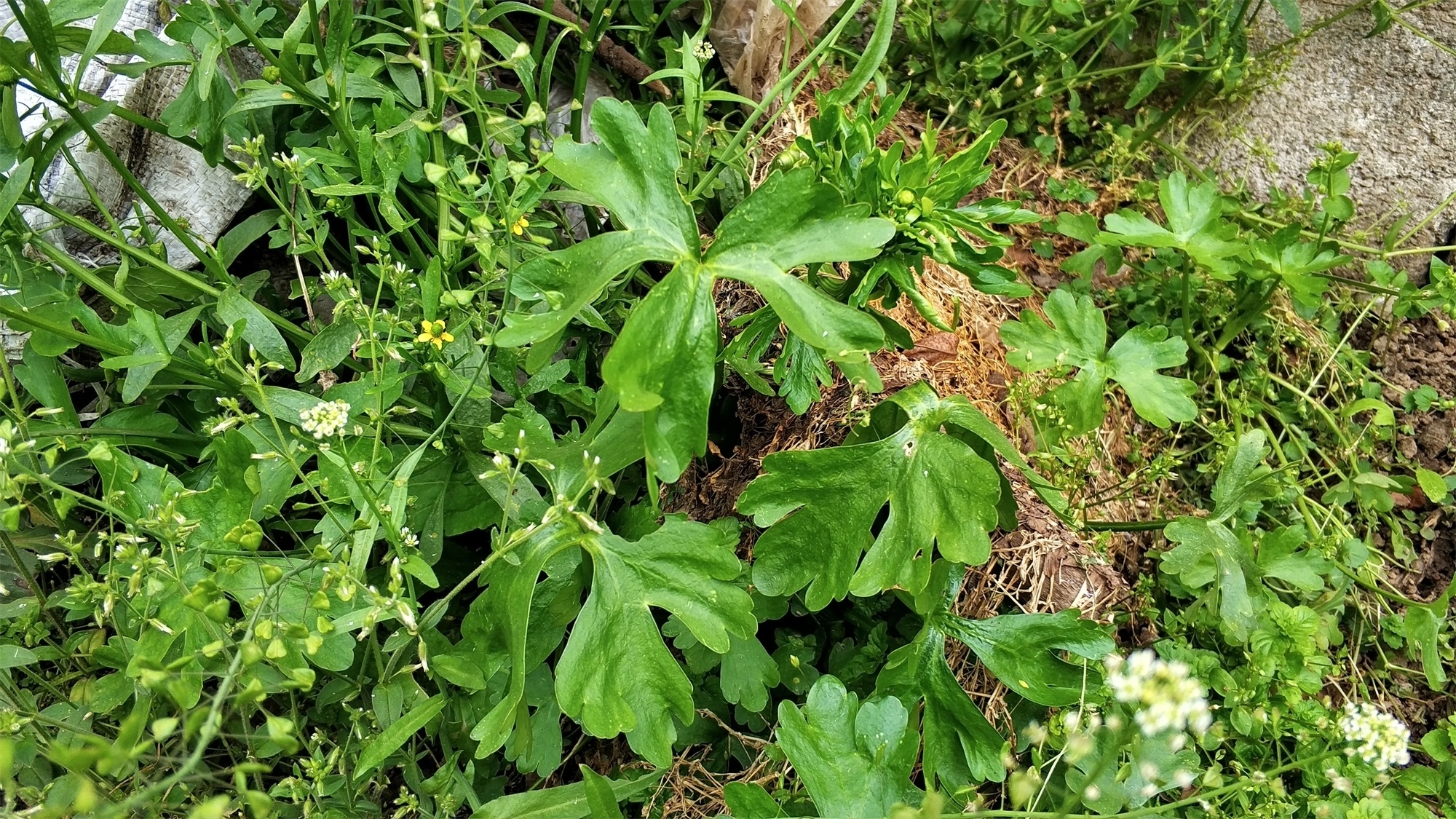 笔者|农村茅厕边野草，蛇见到就跑，人称“鬼见愁”，是民间治风湿良方