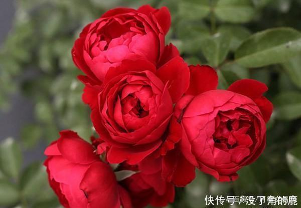 读书台|这10种红色月季漂亮喜庆,个个抗病好养,快收藏
