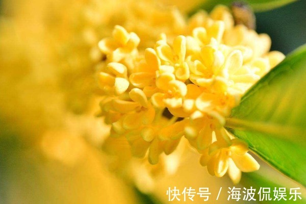 门前|“桂花树门前，贵人立门内”，啥意思院子栽种桂花树好不好