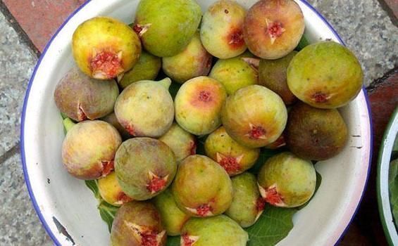 无花果|女人大姨妈前3天,多吃此些水果,通气血、排宿便,体重也慢慢降