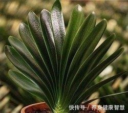 帆风顺|这些花最讨厌太阳,越阴凉越爆盆,还能开满花!