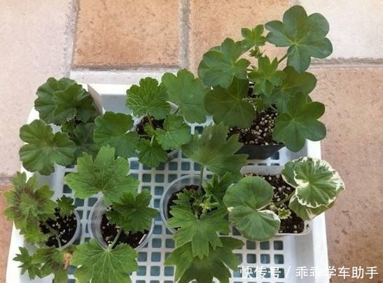 阳台养花就养它，耐热好养、开花多，夏天开到爆盆，像一个小花园！