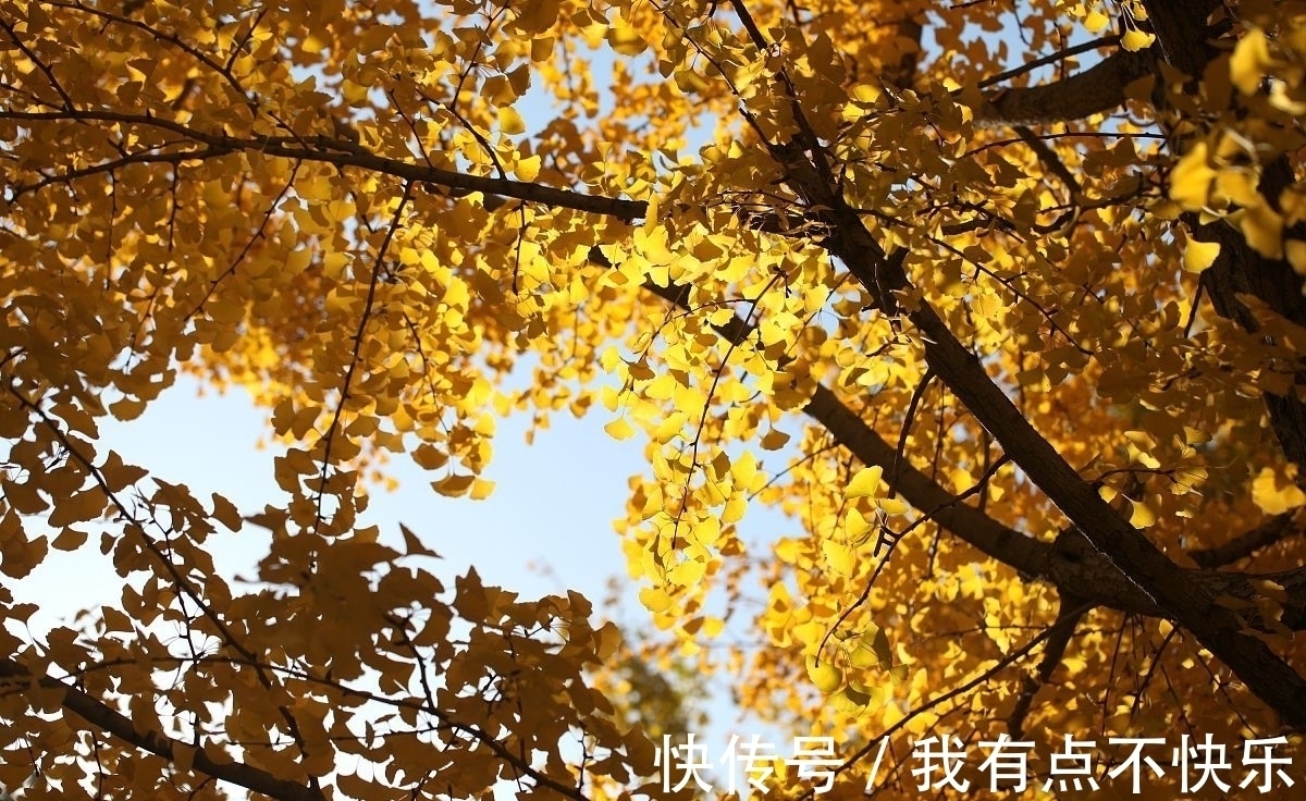 相思$秋风吹,落叶黄,谁的相思在弦上忧伤,谁的深情一望再望