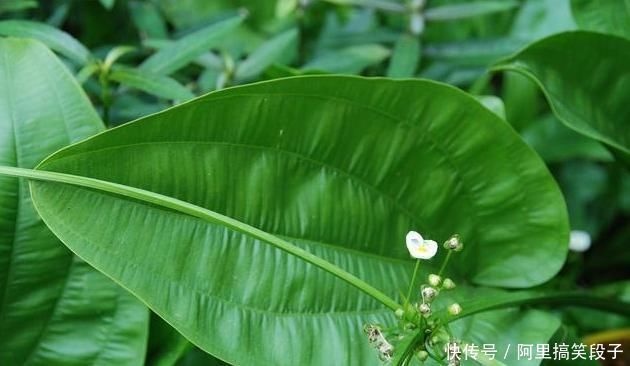 茯苓|一味常用的“除湿”良药,能“通泻三焦之水,清利一身之湿”