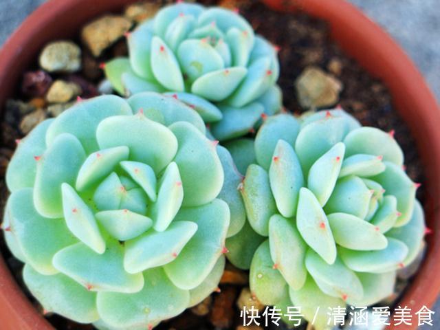 这 三多肉 最怕晒 遇强光易 摊大饼 阴一点养成群生肉墩子 粉紫色 这 三多肉 最怕晒 遇强光易 摊大饼 阴一点养成群生肉墩子 粉紫色