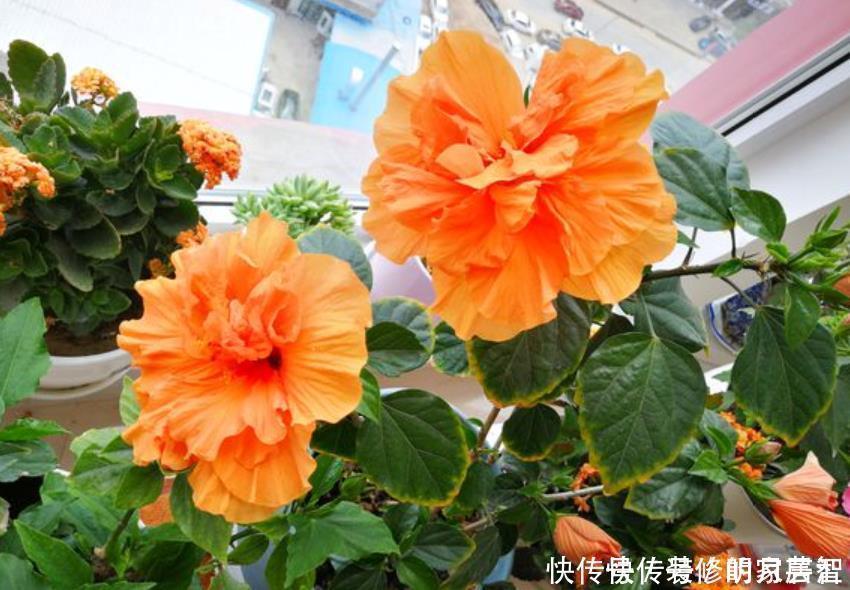 5种晒不死的花,一年四季都开花,不养它们别说你喜欢养花