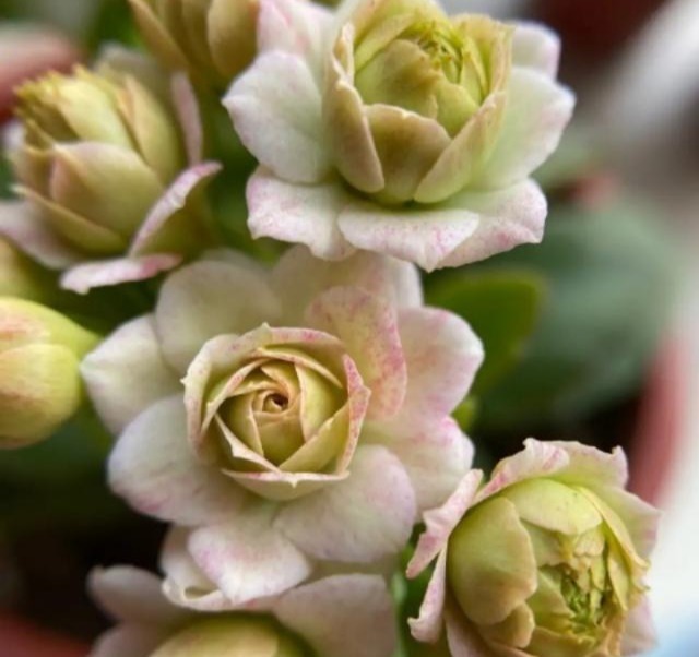 75个长寿花品种,一个比一个美,一起来认识一下吧!