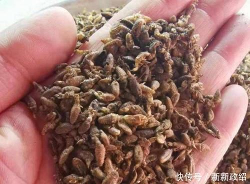 个头不足一公分,儿时常抓来玩,如今上千元一斤