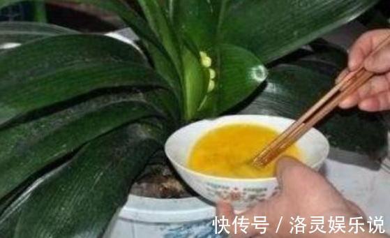 鸡蛋全身是宝将它们分开用作养花,可让盆栽枝繁叶茂、多开花