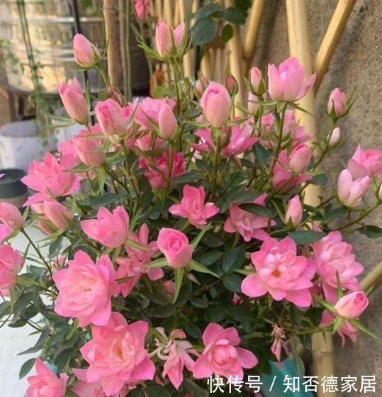 此花号称“开花劳模”,分枝多开花旺,一次能开30朵,是盆栽佳品