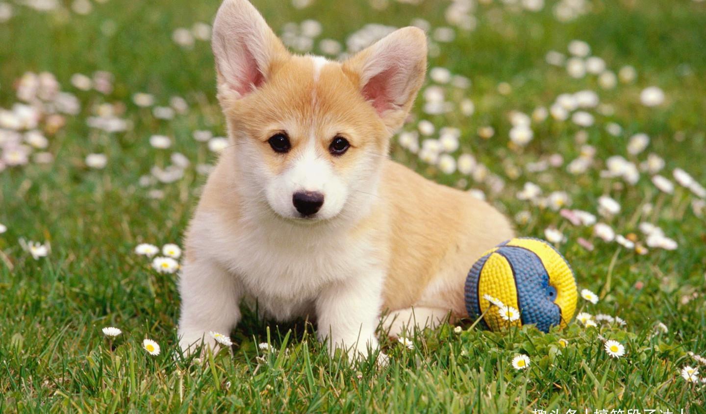 |段子:一位美女乘务员幽默风趣,但是工作起来却非常严谨,这天