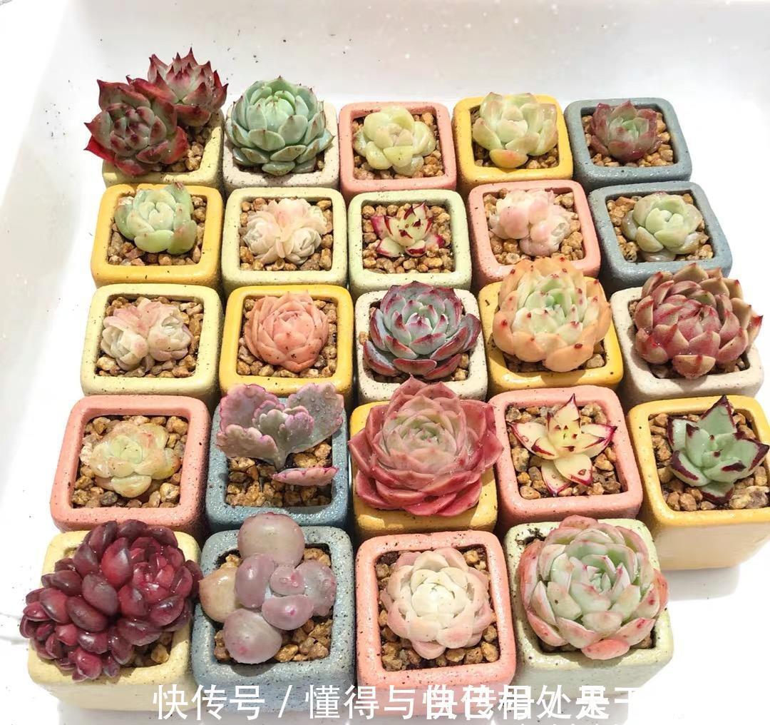 花盆|漂亮的多肉,是怎么养成的?全靠环境,环境好,多肉状态好