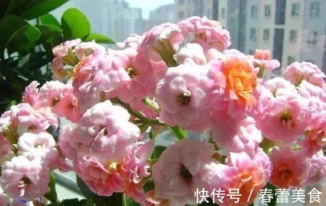 家人|最适合家人养的四种花,健康长寿又养心!