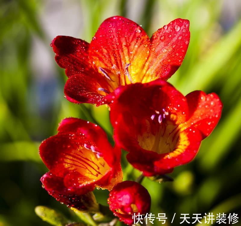 亚白|养花试试这几款,花朵非常漂亮,邻居路过都会夸一次