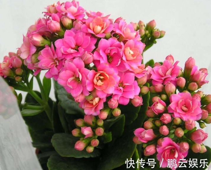 长寿花“浇水”窍门记住3个“关键”，不黄叶不烂根，花开不断