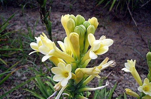 晚香玉是生产许多著名香水的原料