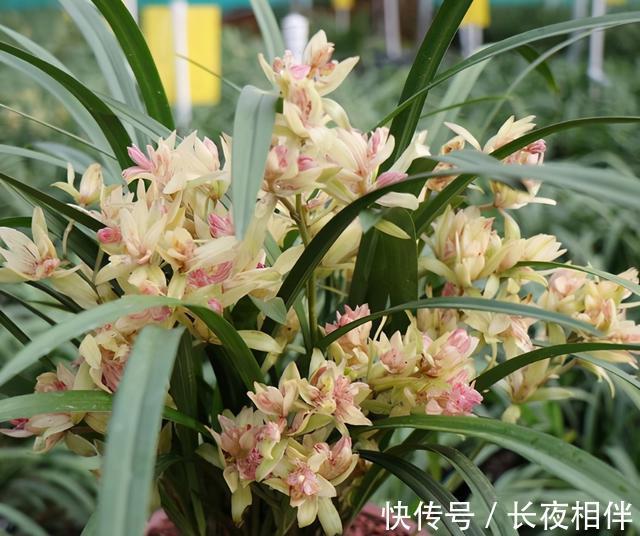 建议别错过的兰花之王,花朵够大开花够多,香味纯正,还特别好养