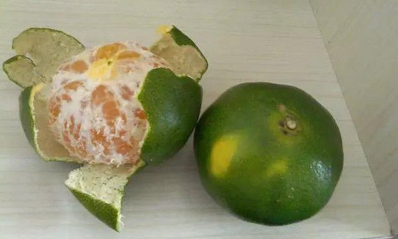 能省|食盐加橘子皮,喝一次能省下几百元,解决了男女的难题