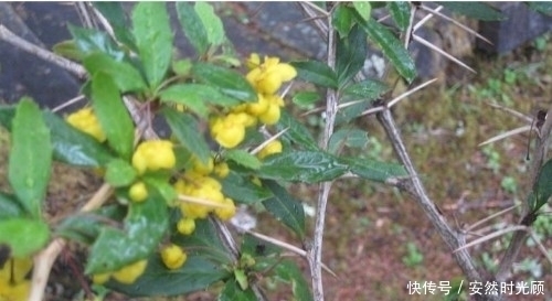 农村一种树,浑身长刺,但根部价值却极为珍贵,可抑菌抗肿瘤