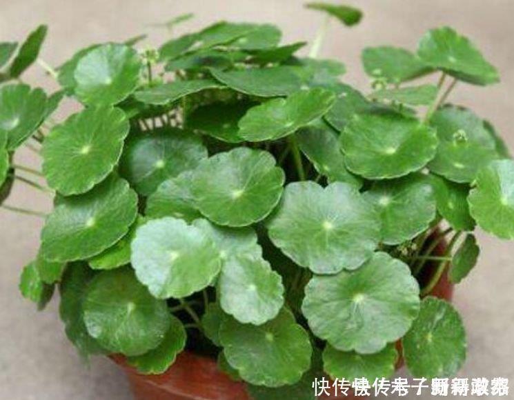 财纳福好运来|4种花自带财运,家里养一盆,招财纳福好运来,给点水就疯长!