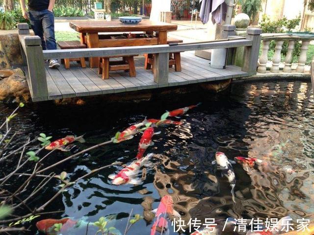 池塘|如果家里有个院子,就建个这样的鱼池吧,越住越富贵,真是太美了