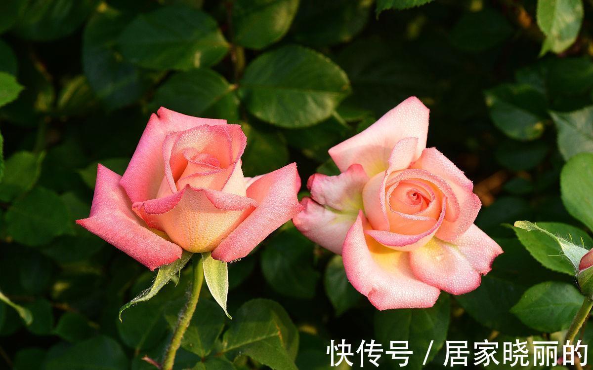侧枝|月季花开完花后,学会几点修剪方法,又会开花多又艳