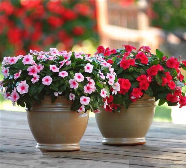 号称开花机器，一开就是300天，插土里就能活，阳台变花海