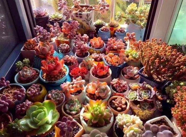 多肉养不活快了解下这些“养护手段”吧,保证你的多肉株株健康