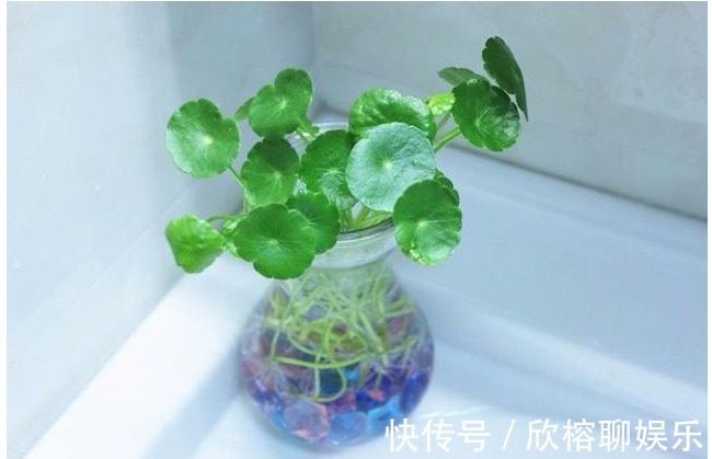 风信子|以下5种花最适合扔水里养,丢水里不用管,叶子油亮还照样开花!