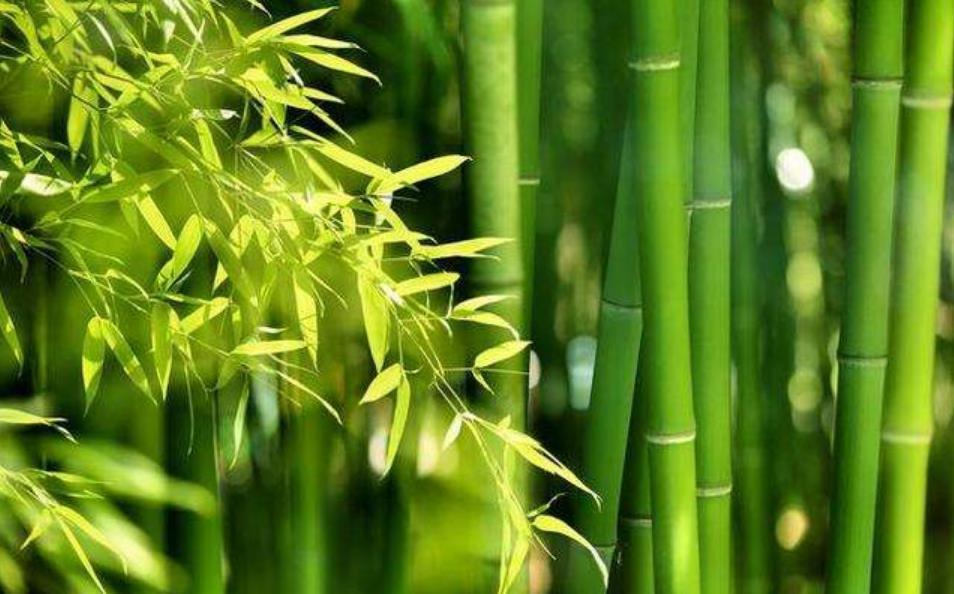 王阳明向娄谅请教入圣之法,后者一席话致使王阳明枯坐七天后病倒