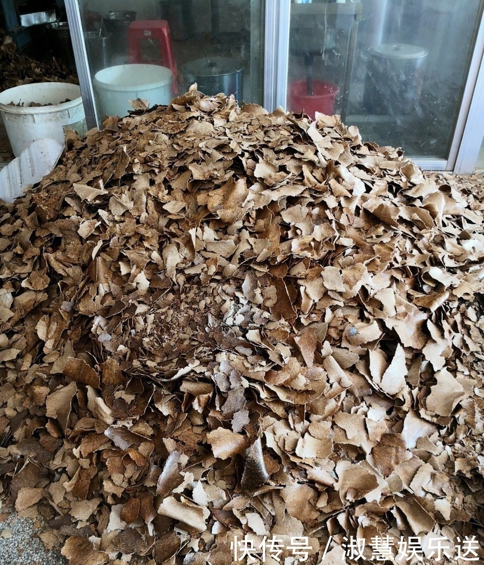 君子兰吃点“大补肥”，蹭蹭直冒“网格叶”，根系就像大白菜