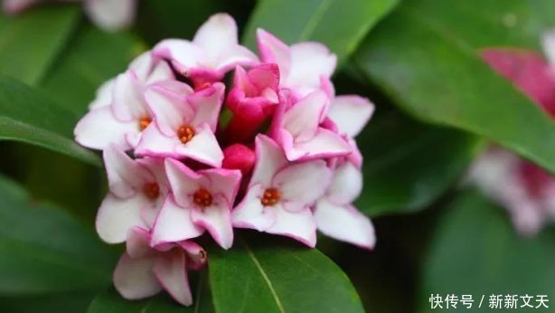 天竺葵|5种适合夏天养的花，香飘满屋，起到驱蚊好效果，让你天天睡得香